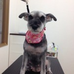 シュナウザー　シュナちゃん２６７